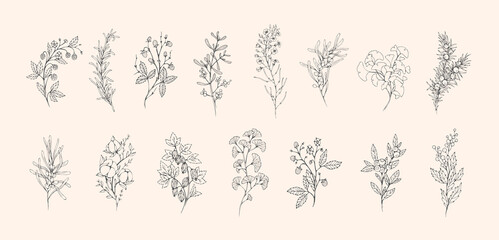 Wall Mural - floral branch and minimalist flowers for logo or tattoo. hand drawn line wedding herb, elegant leave