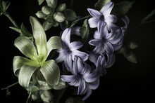 Spring Flowers On A Black Background, Blue And Green Petals, Close-up.