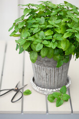 Wall Mural - lemon balm (melissa) herb in flowerpot on balcony, urban container garden concept