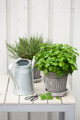 Wall Mural - lemon balm (melissa) and thyme herb in flowerpot on balcony, urban container garden concept