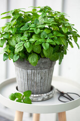 Canvas Print - lemon balm (melissa) herb in flowerpot on balcony, urban container garden concept