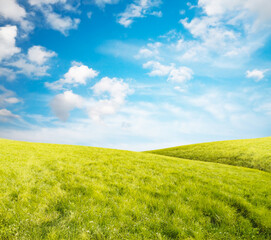 Wall Mural - beautiful summer fields