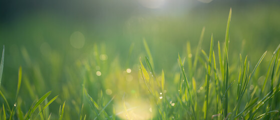 Wall Mural - Green fresh grass with dew. Background with grass and blurred background.