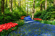 Colorful Blooming Red Tulips And Blue Muscari Flowers In Famous Keukenhof Public Garden - Popular Tourist Destination At Spring Season In Netherlands, Lisse