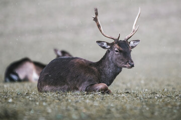 Poster - Beautiful shot of a red deer laying on a grass