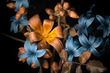 Orange And Blue Flowers On A Black Background, Close-up, Studio Shot.
