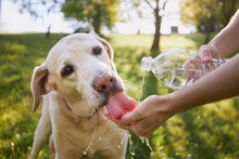 Dog Drinking Water From Plastic Bottle. Pet Owner Takes Care Of His Labrador Retriever During Hot Sunny Day...
