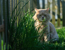 A Fair-haired Cat Sits In The Grass Against The Background Of A Wooden Fence. 