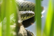 A Grass Snake,  Natrix natrix, hunting for food amongst the reeds growing in a pond.