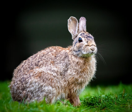 A full body view of a cottontail rabbit in profile on a grassy lawn.

