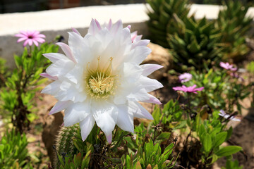 Wall Mural - Echinopsis Bridgesii Salm-Dyck cactus in bloom