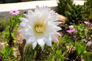 Wall Mural - Echinopsis Bridgesii Salm-Dyck cactus in bloom