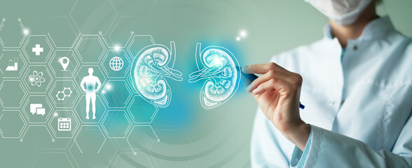 Wall Mural - Unrecognizable female doctor holding graphic virtual visualization model of kidneys organ in hands. Multiple medical icons on the background.