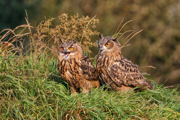 Wall Mural - Juvenile European Eagle Owls (Bubo bubo) sitting together in the forest in Gelderland in the Netherlands.