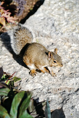 Sticker - Vertical view of a bushy-tailed squirrel (Sciurus) standing on a rock under the sunlight