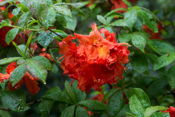 Wall Mural - Closeup of rain drops on orange azaleas flowers in a public garden