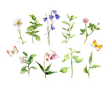 Set Of Meadow Flowers, Herbs, Grass, Butterflies. Botanical Watercolor Collection