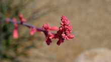 Shallow Focus Selective Shot Of Red Yucca Flowering Succulen