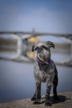 A Black Dog With A Silver Tan, A Belgian Griffon Breed Against The Background Of A River With A Large Bridge. A Dog With A Long Beard And A Flattened Muzzle.