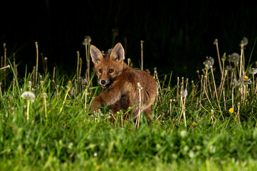 Wall Mural - A young fox cub (Vulpes vulpes) photographed at night in grass