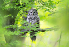 Ural Owl ( Strix Uralensis ) In Spring Forest