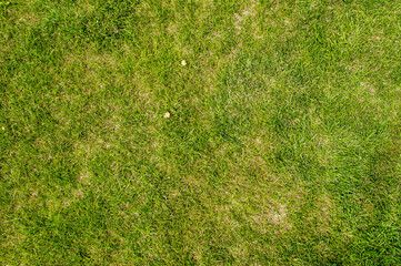 Wall Mural - Background, texture, view of green grass in a meadow, field.