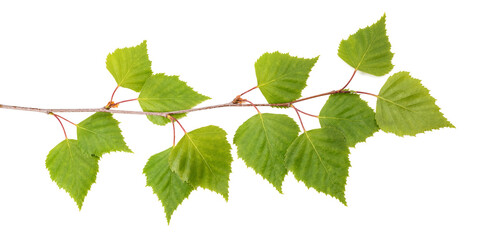 birch branch with leaves
