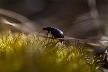 Small Alder Leaf Beetle On The Green Moss