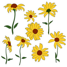 Set Of Open Heliopsis Blossom Vector Color, Yellow Illustration Isolated On White Background. Vector Sketch Style Top View Hand Drawing Of Wild, Heliopsis, False Sunflower.