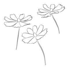 Wall Mural - Set of cosmos flower branch vector simple illustration isolated on white background. Outline hand drawn sketched version. Floral vector for coloring book, childrens illustration, summer design.