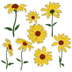 Wall Mural - Set of open heliopsis blossom vector color, yellow illustration isolated on white background. Vector sketch style top view hand drawing of wild, heliopsis, false sunflower.