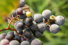 Closeup shot of blue grapes in a vineyard
