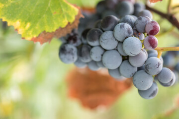 Poster - Closeup shot of blue grapes in a vineyard