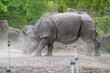 nosorożec wzniecający kurz w zoo