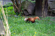 biegnąca pandka ruda, panda mała, panda czerwona, panda ruda, panda mniejsza w zoo
