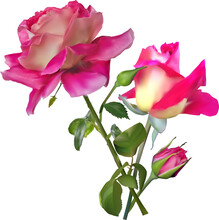 Two Pink Roses And Bud Bunch On White