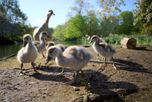 Closeup Of Egyptian Goslings With Their Mother Goose On The Riverbank In The Park.