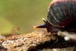 Close-up shot of a snail, Sri Lanka, Asia