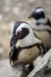 zbliżenie, mały czarno biały pingwin, wybieg w zoo