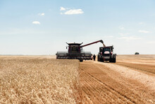 The Combine Unloads The Harvested Grain Into A Tractor Trailer In The Field.