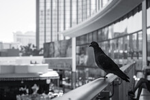 Black And White Shot Of A Pigeon Standing On A Building Fence  In Las Vegas