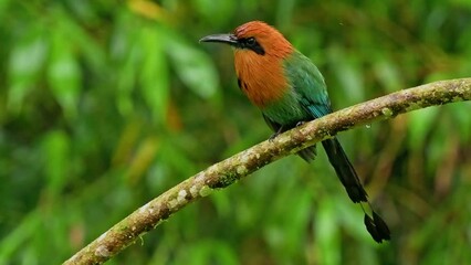 Wall Mural - broad-billed motmot - electron platyrhynchum found in bolivia, brazil, colombia, costa rica, ecuador