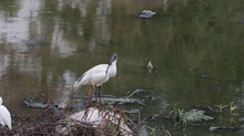 Beautiful Shot Of A Black-headed Ibis Bird Standing By The Side Of The Lake