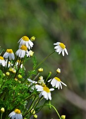 Sticker - daisies in a field