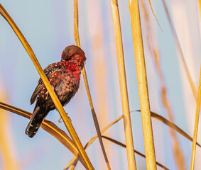 Canvas Print - Red Avadavat cleaning its fur in the morning