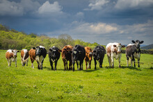 Its A Line Up Of Cows In A Field In The Yorkshire Dales