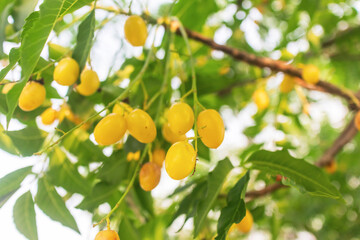 Wall Mural - Fresh Neem fruit on tree with leaf on nature background. A leaves of neem tree and fruits growing natural medicinal. Azadirachta indica