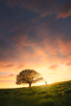 Sunset In The Field With A Long Tree And A Child Reaching For A Branch