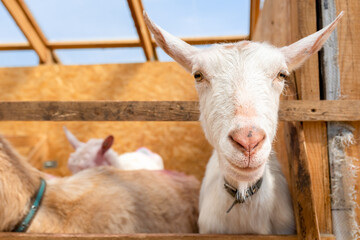 Sad goat on the farm. An intelligent animal looks intently into the camera. Breeding of farm animals. Development of farming.