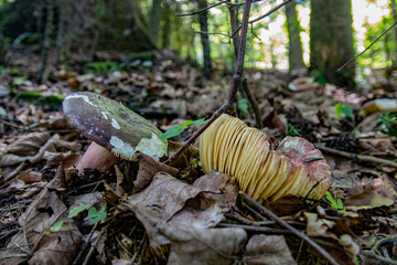 Sticker - Closeup of mushrooms growing in a forest